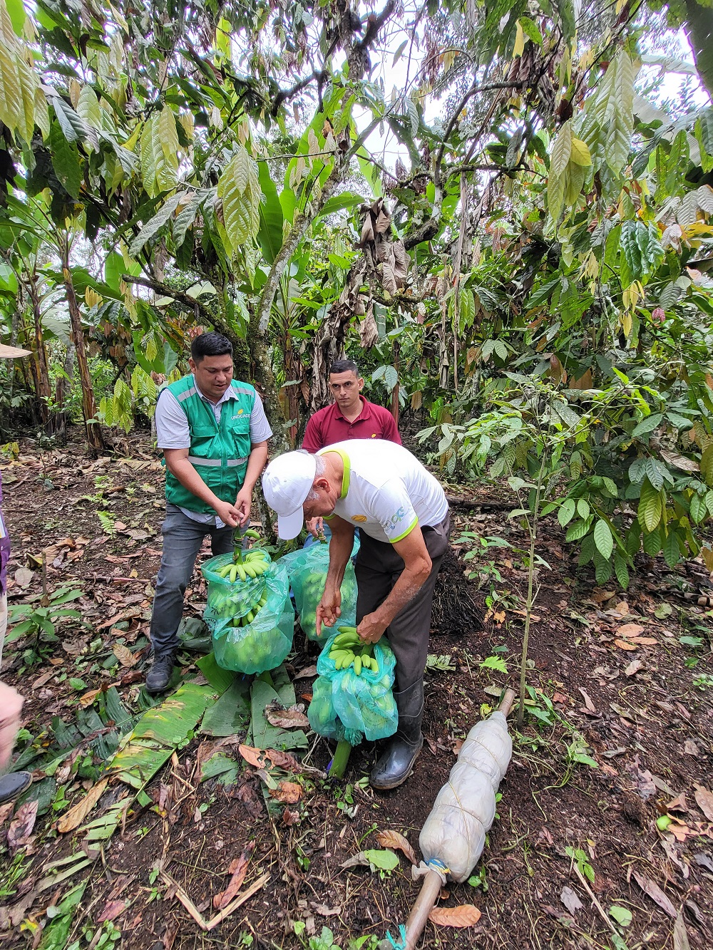 ekoplaza-biologisch-happychocolate-agroforestry-bananen