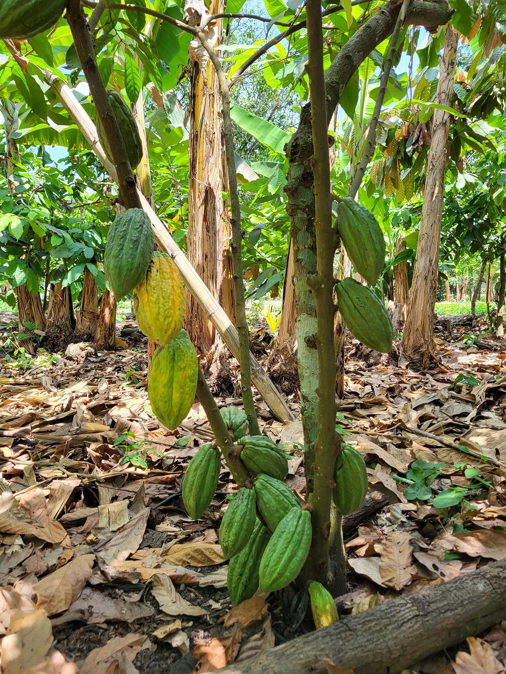 ekoplaza-biologisch-happychocolate-agroforestry-cacaobonen