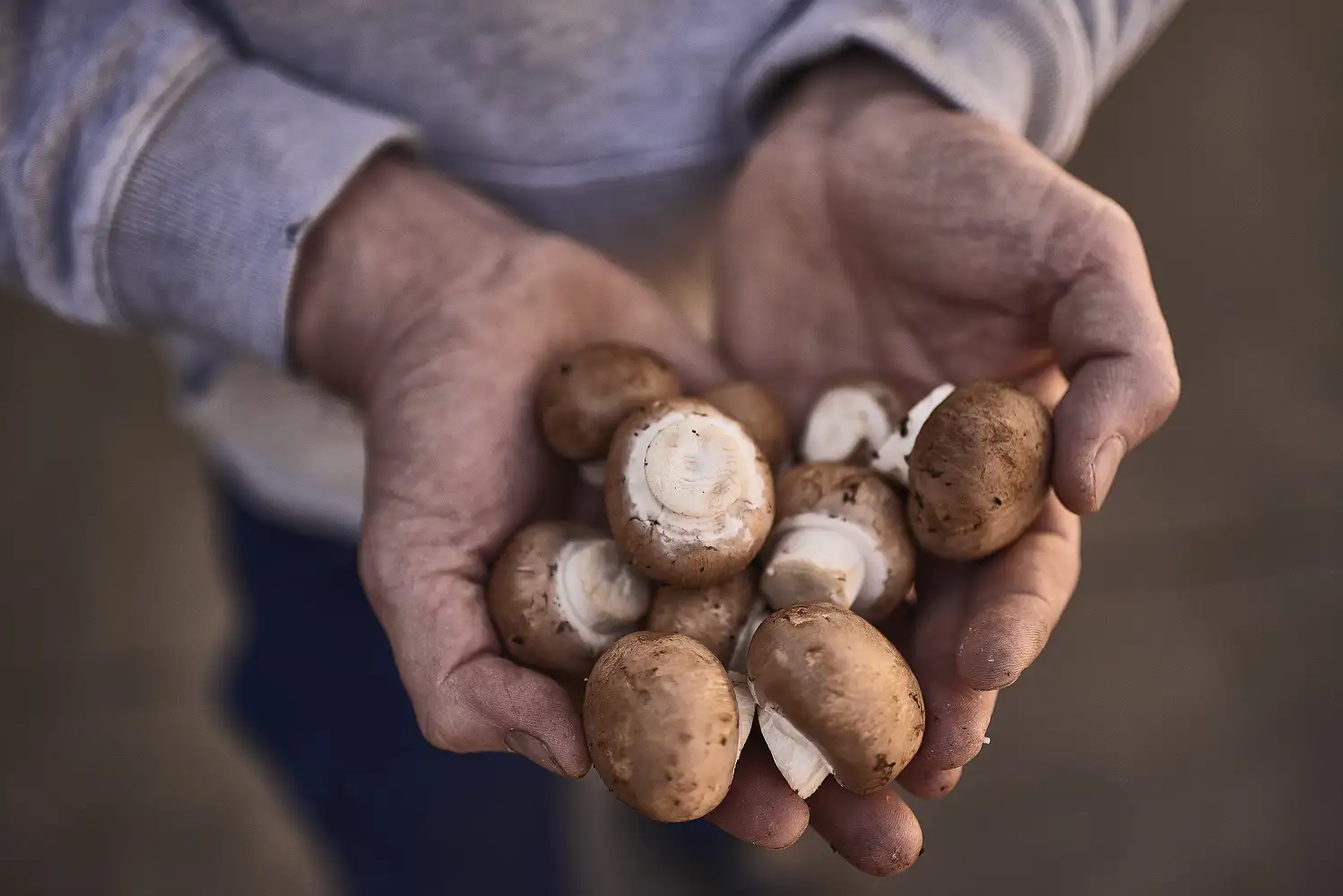 ekoplaza-biologisch-heereco-dorus-champignons-kastanjechampignons