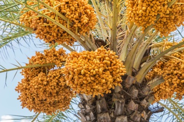 Zuidvruchten van eigen merk