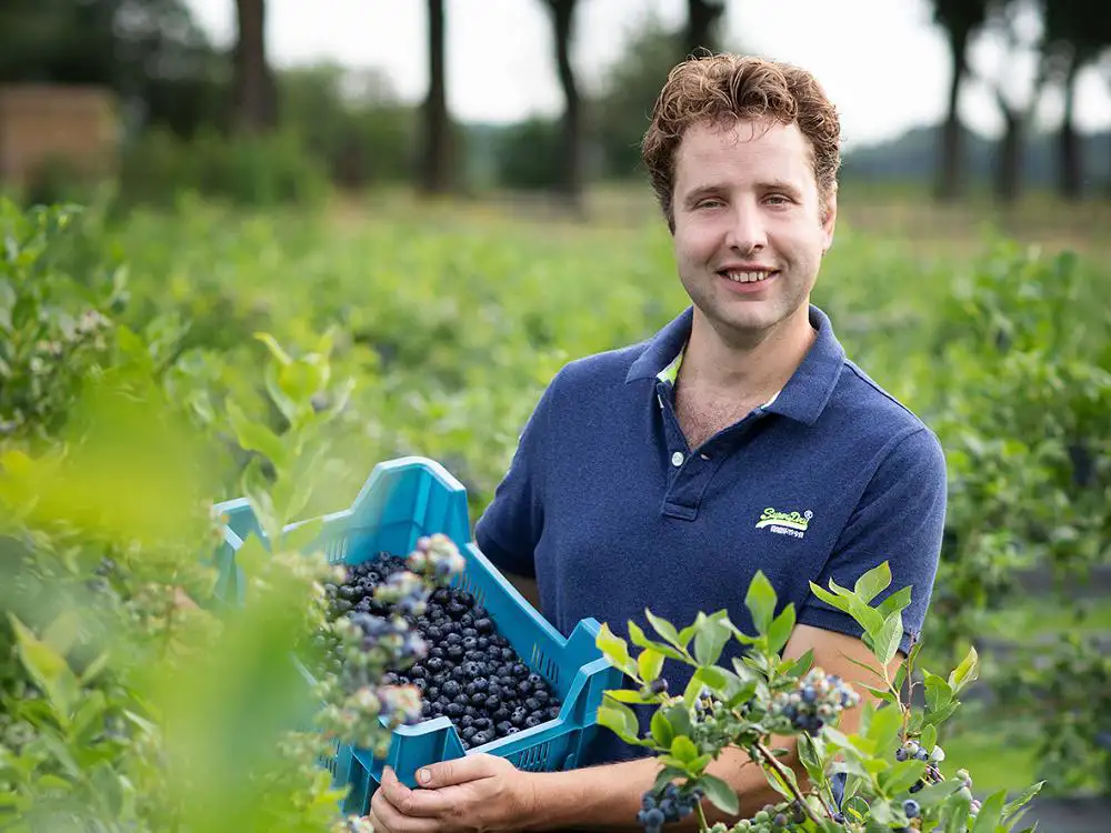 ekoplaza-biologisch-jeroenbouten-blauwebessen-teler