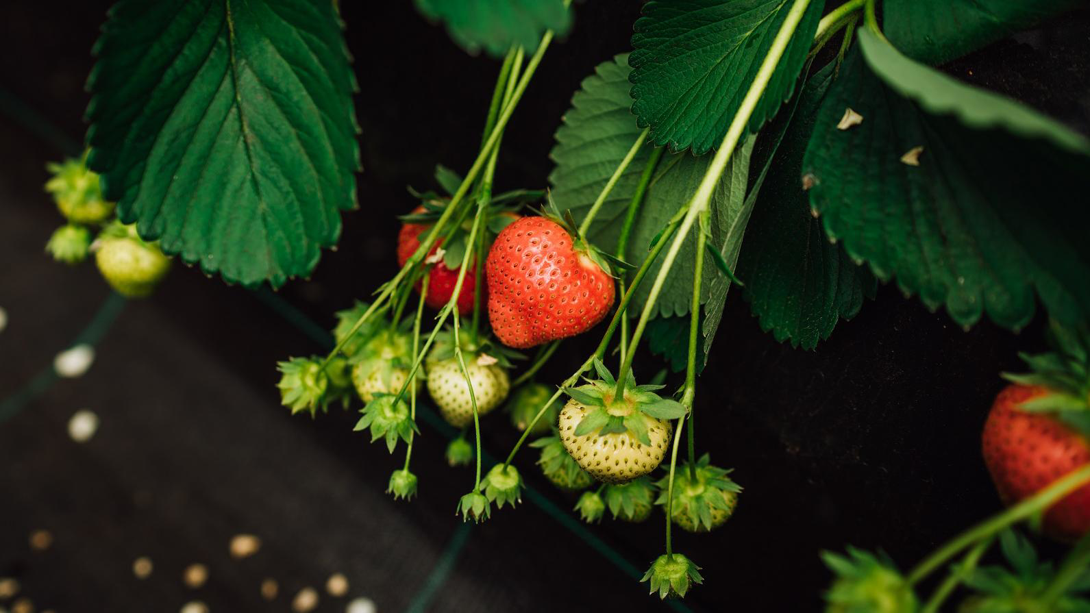 ekoplaza-biologisch-johan-puurnl-loes-tielen-aardbeien-teler-boer-plant