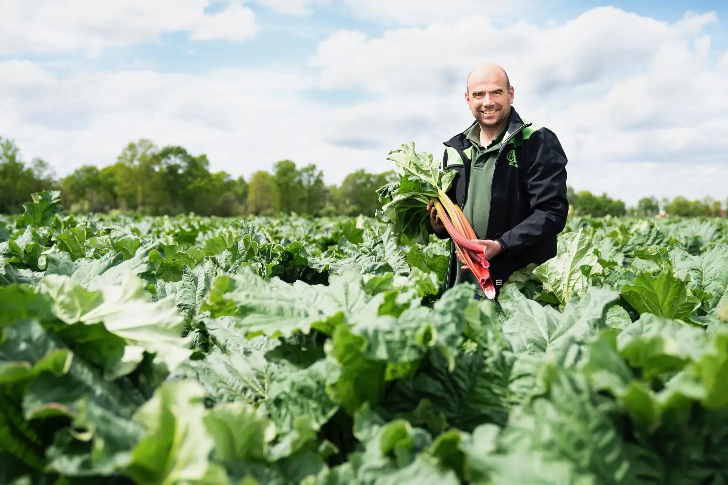 ekoplaza-biologisch-johan-tielen-rabarber-teler-boer