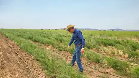 ekoplaza-biologisch-josefranciscoromero-groeneasperges ekoplaza-biologisch-josefranciscoromero-groeneasperges