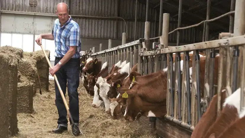 kaas-boer-wicher-koeien