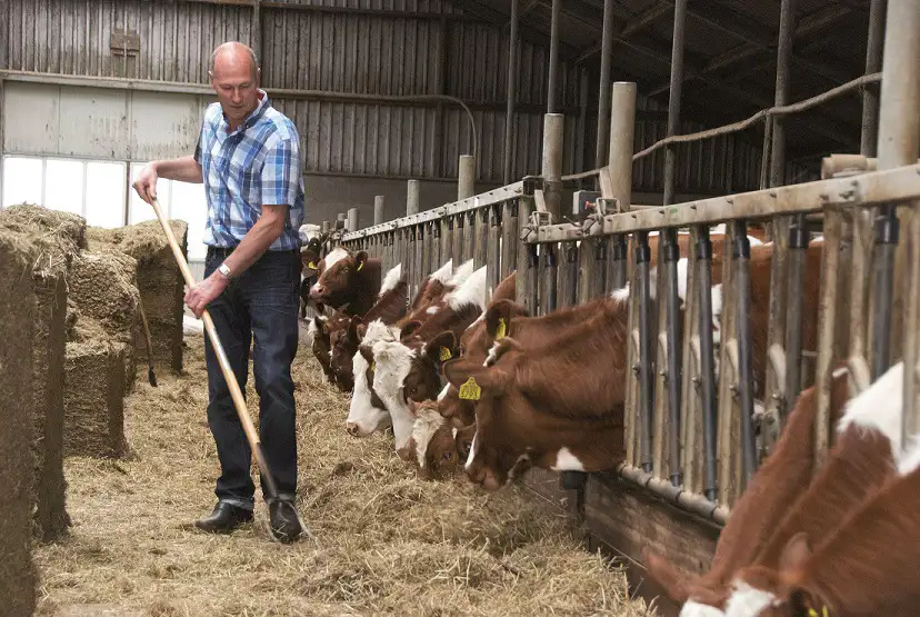 kaas-boer-wicher-koeien