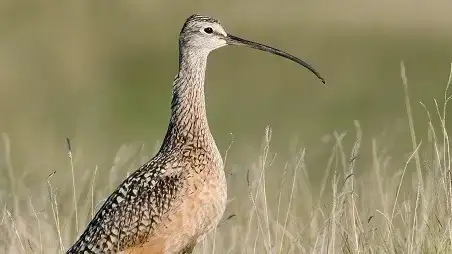 kaas-weidevogels