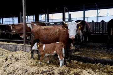Kalfje bij de koe: meer ruimte voor diereigen gedrag