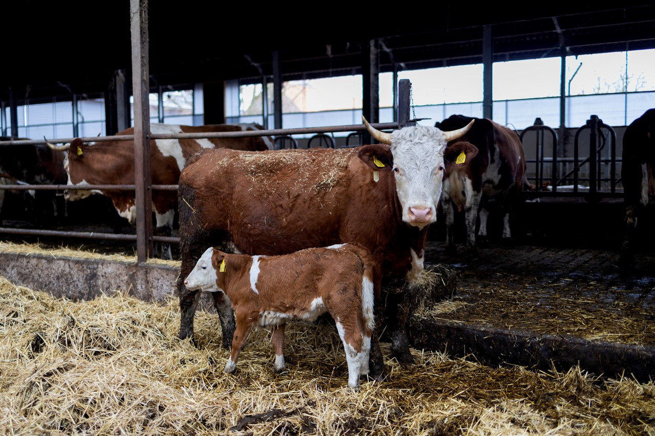 ekoplaza-biologisch-kalf-koe-melk