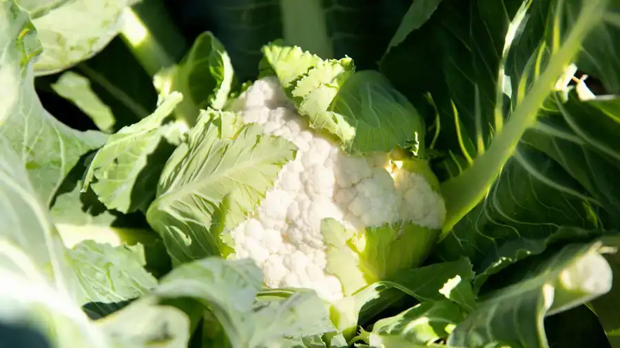 Eerlijke handel in de biologische sector