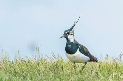 Ekoplaza loopt voorop met vogelvriendelijke zuivel