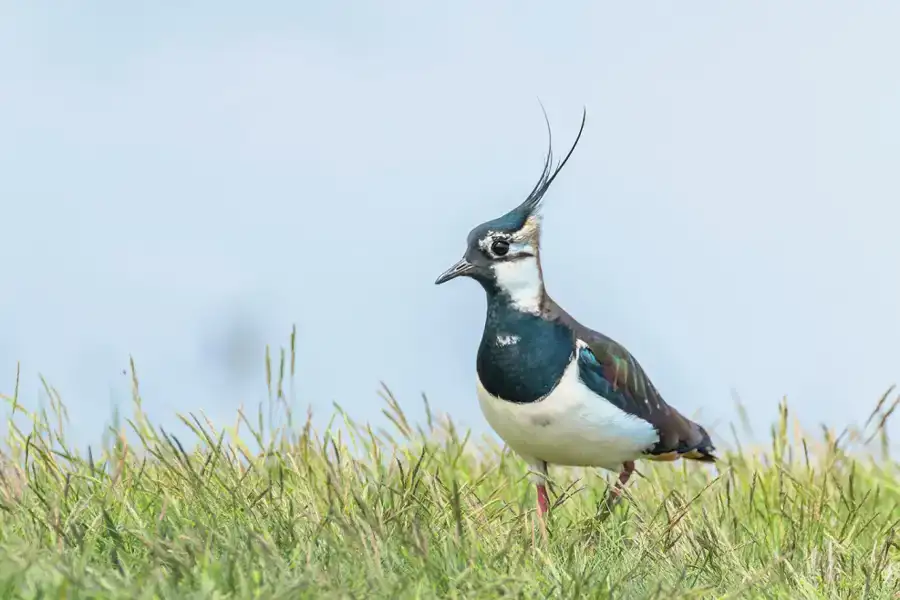 Ekoplaza loopt voorop met vogelvriendelijke zuivel
