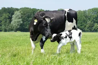 Juni: de Maand van het Kalf!