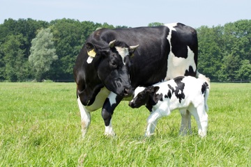 Juni: de Maand van het Kalf!