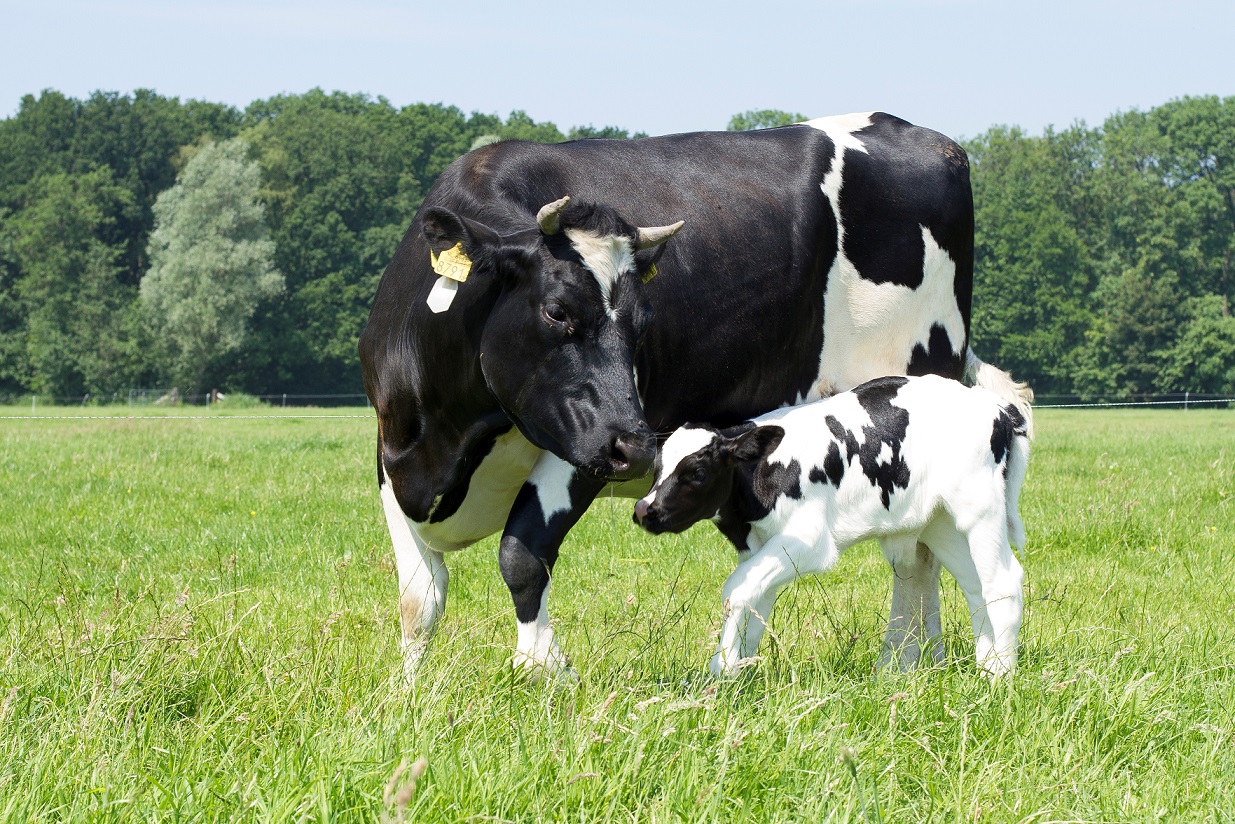 Juni: de Maand van het Kalf!