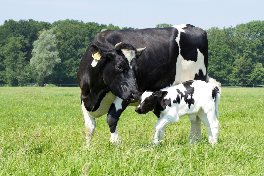 Juni: de Maand van het Kalf!