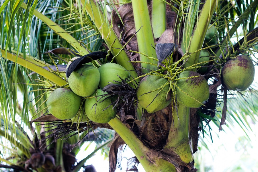 Het plukken van kokosnoten