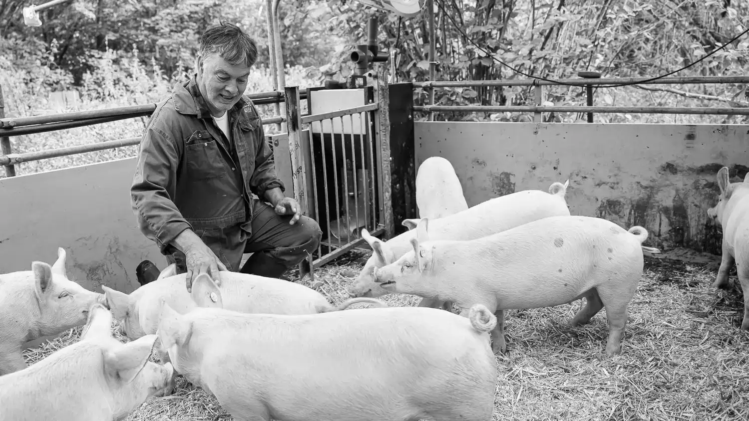 ekoplaza-biologisch-lebon-keesscheepens-varken