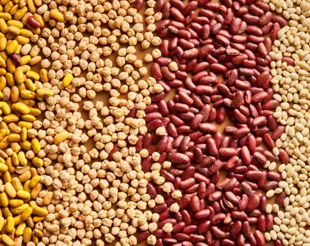 ekoplaza-biologisch-lekkerweten-herfst2022-beandeal-bonen