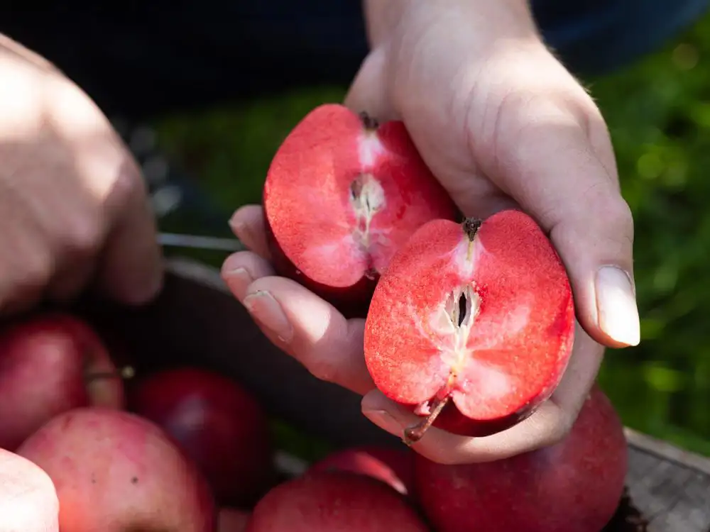ekoplaza-biologisch-lekkerweten-herfst2024-jaccomerkens-redloveappel