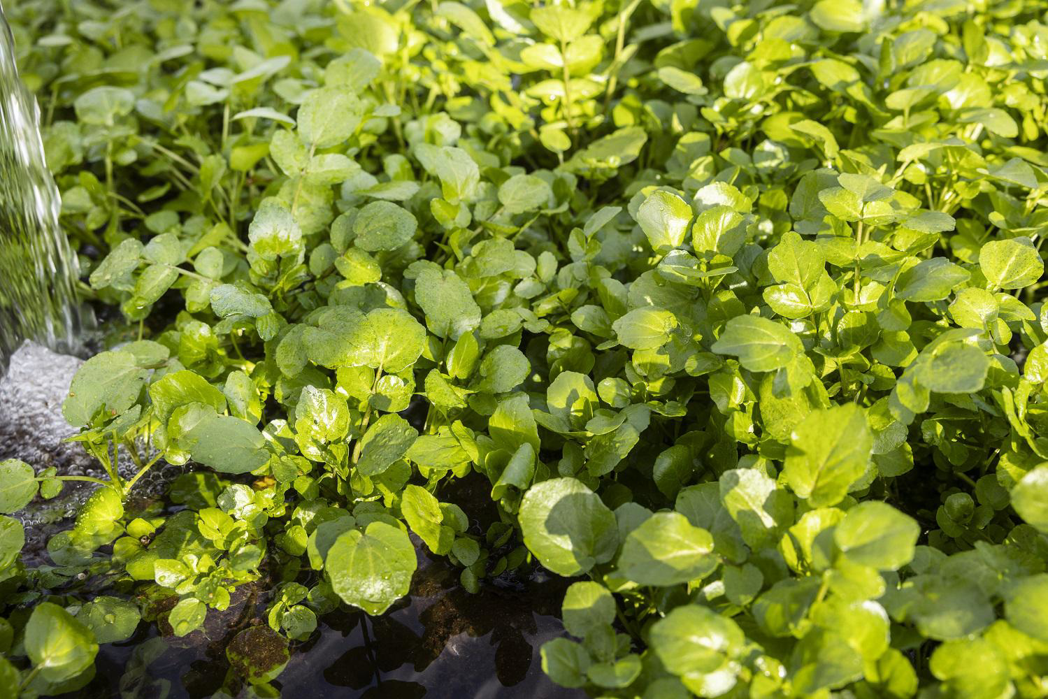 ekoplaza-biologisch-lekkerweten-lente2023-deklispoel-waterkers-bassin-closeup