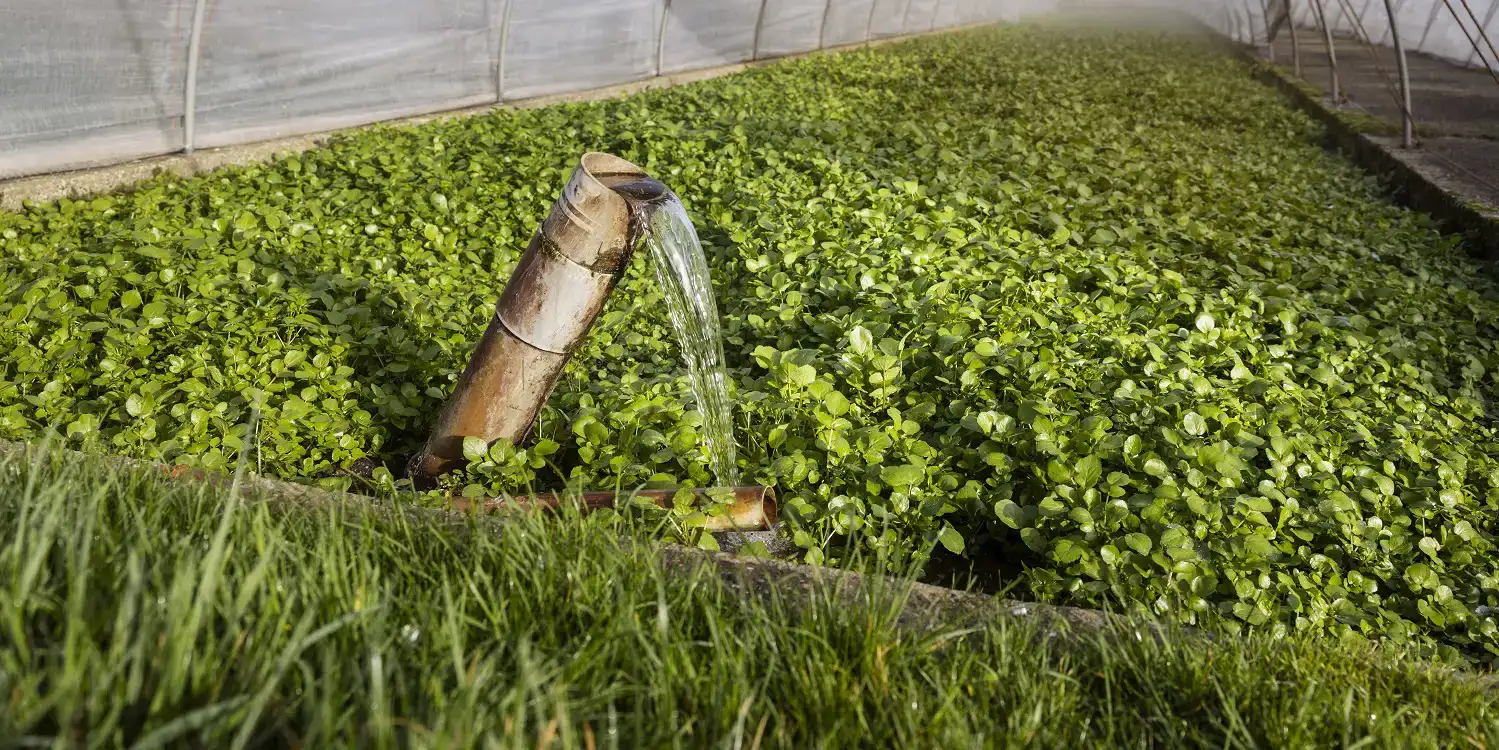 ekoplaza-biologisch-lekkerweten-lente2023-deklispoel-waterkers-bassin
