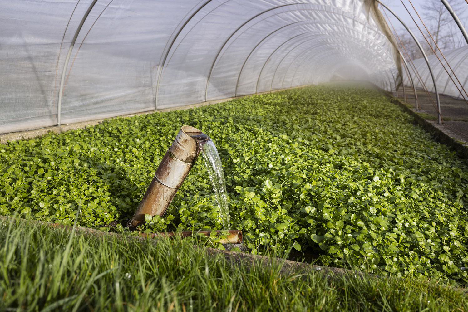 ekoplaza-biologisch-lekkerweten-lente2023-deklispoel-waterkers-bassin