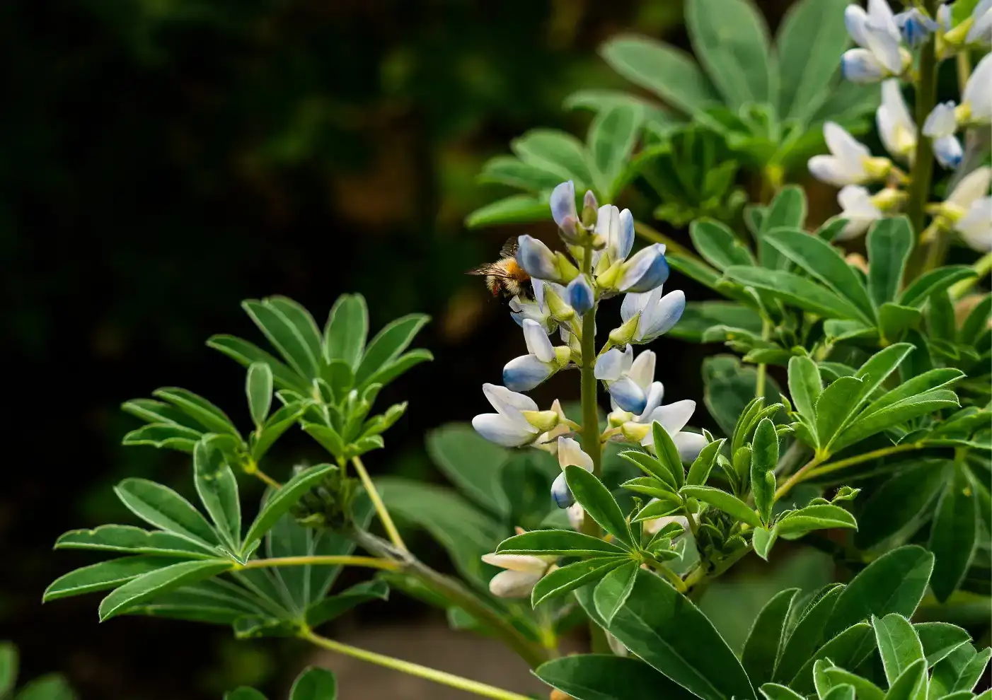 ekoplaza-biologisch-lekkerweten-winter2024-lupine-lupineplant