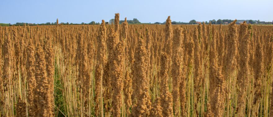 Oer-Hollandse quinoa in glazen statiegeldpot