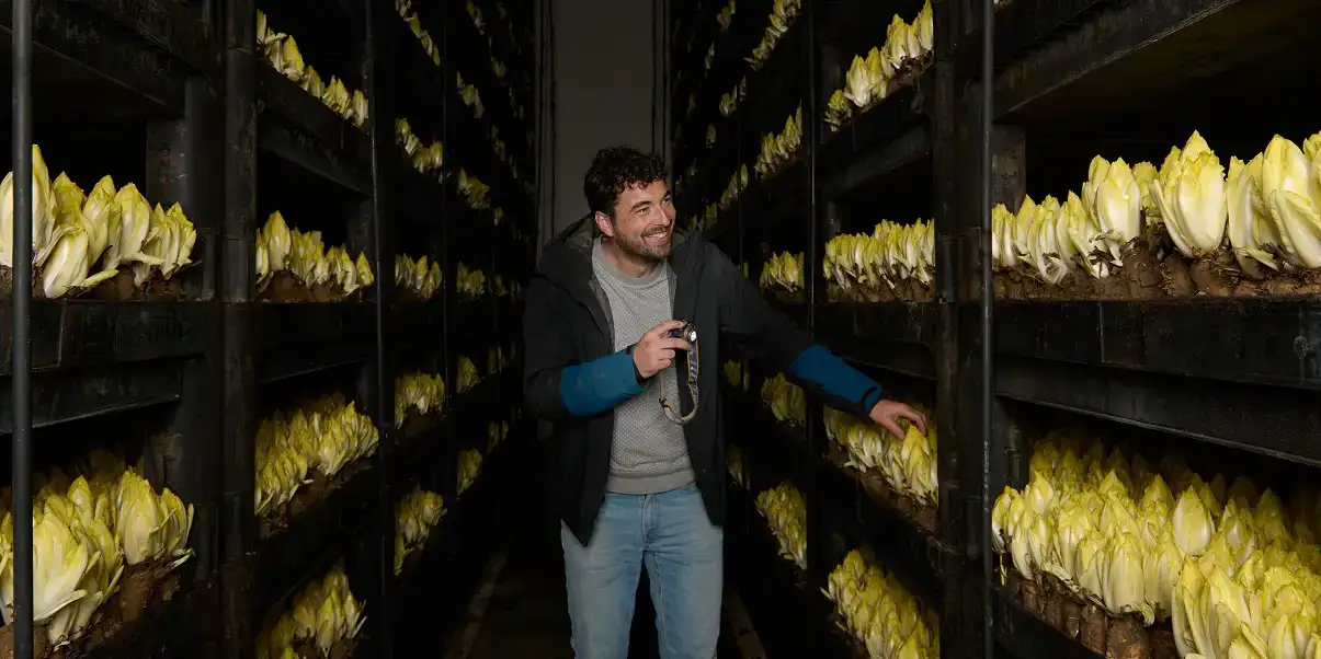 ekoplaza-biologisch-lekkerweten-winter2025-leonardreedijk-nieuwbonaventura-witlof-donker