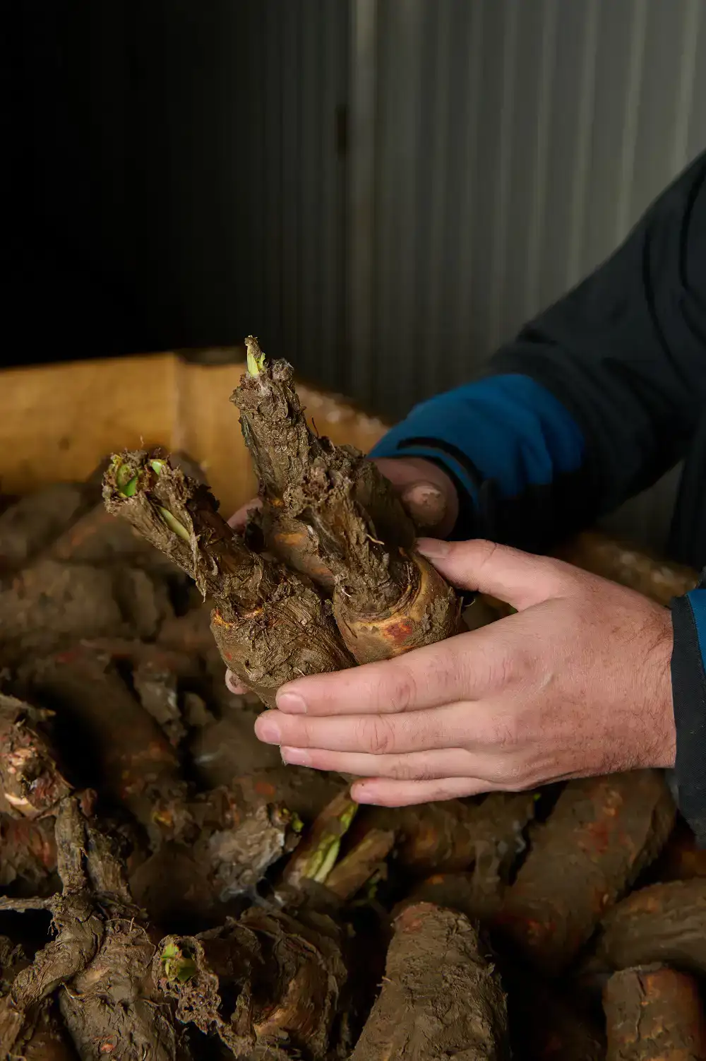 ekoplaza-biologisch-lekkerweten-winter2025-leonardreedijk-nieuwbonaventura-witlof-pennen
