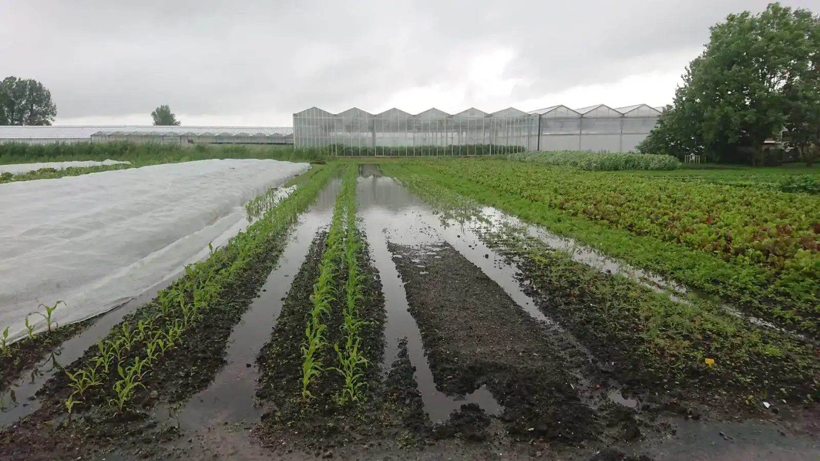 Terugblikken op een lastig telerjaar