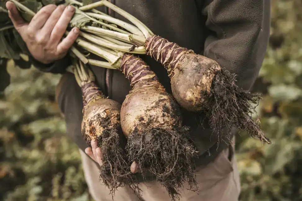ekoplaza-biologisch-lekkerweten-winter2026-gijs-koekoek