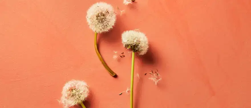 Babyproof groenten: zo zit je goed