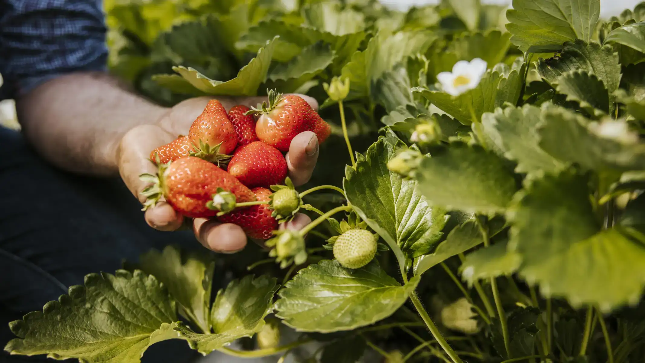Ekoplaza-biologisch-LekkerWeten-Zomer2026-JohanTielen-aardbeieninhand Biologische aardbeien aan de plant in de hand van teler Johan Tielen