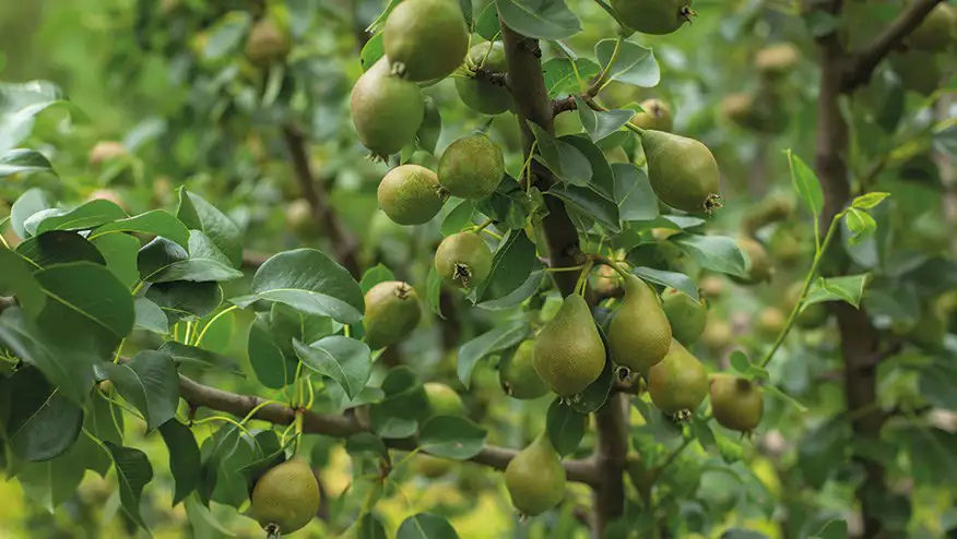 lokaal-peren