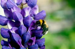 ekoplaza-biologisch-lupine-bij