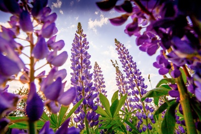 Ekoplaza sponsort lupineonderzoek voor biodiversiteit en lokaal voedsel