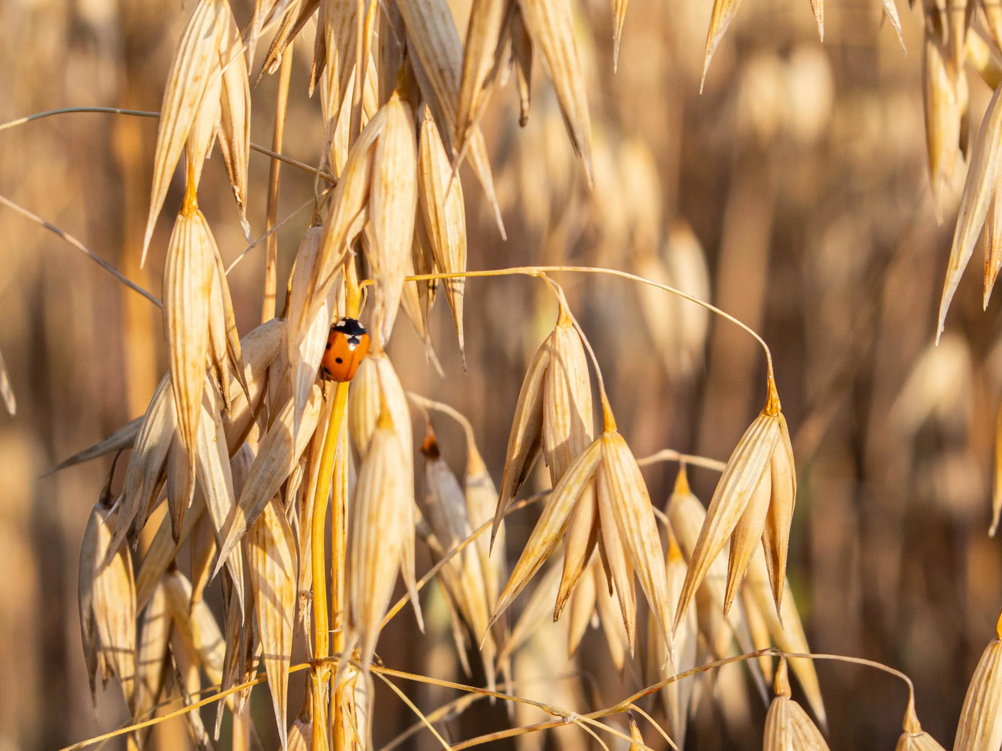 ekoplaza-biologisch-meestersvandehalm-granen