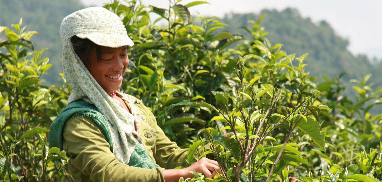 naturaltempatation-theeplukster