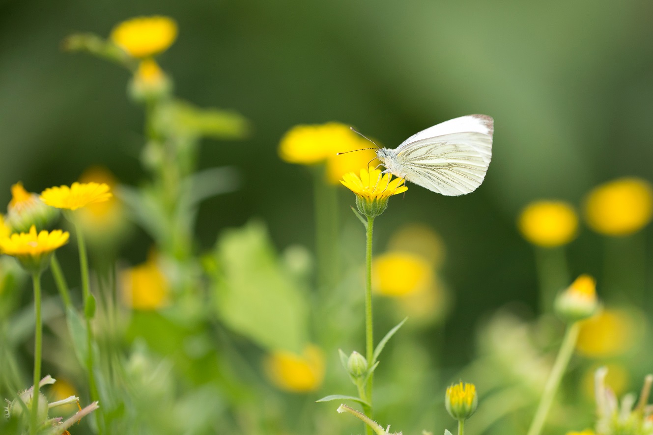 De natuur als belangrijkste leverancier van voeding