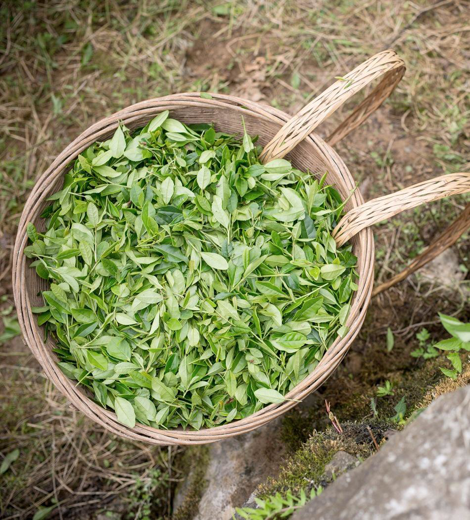 piramide-gedroogdetheebladeren