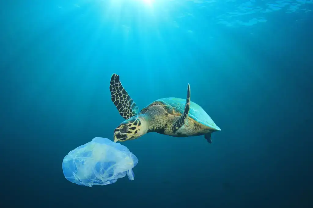 ekoplaza-biologisch-plastic-soep-schilpad