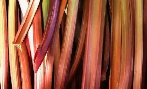 ekoplaza-biologisch-johan-tielen-rabarber-teler-boer