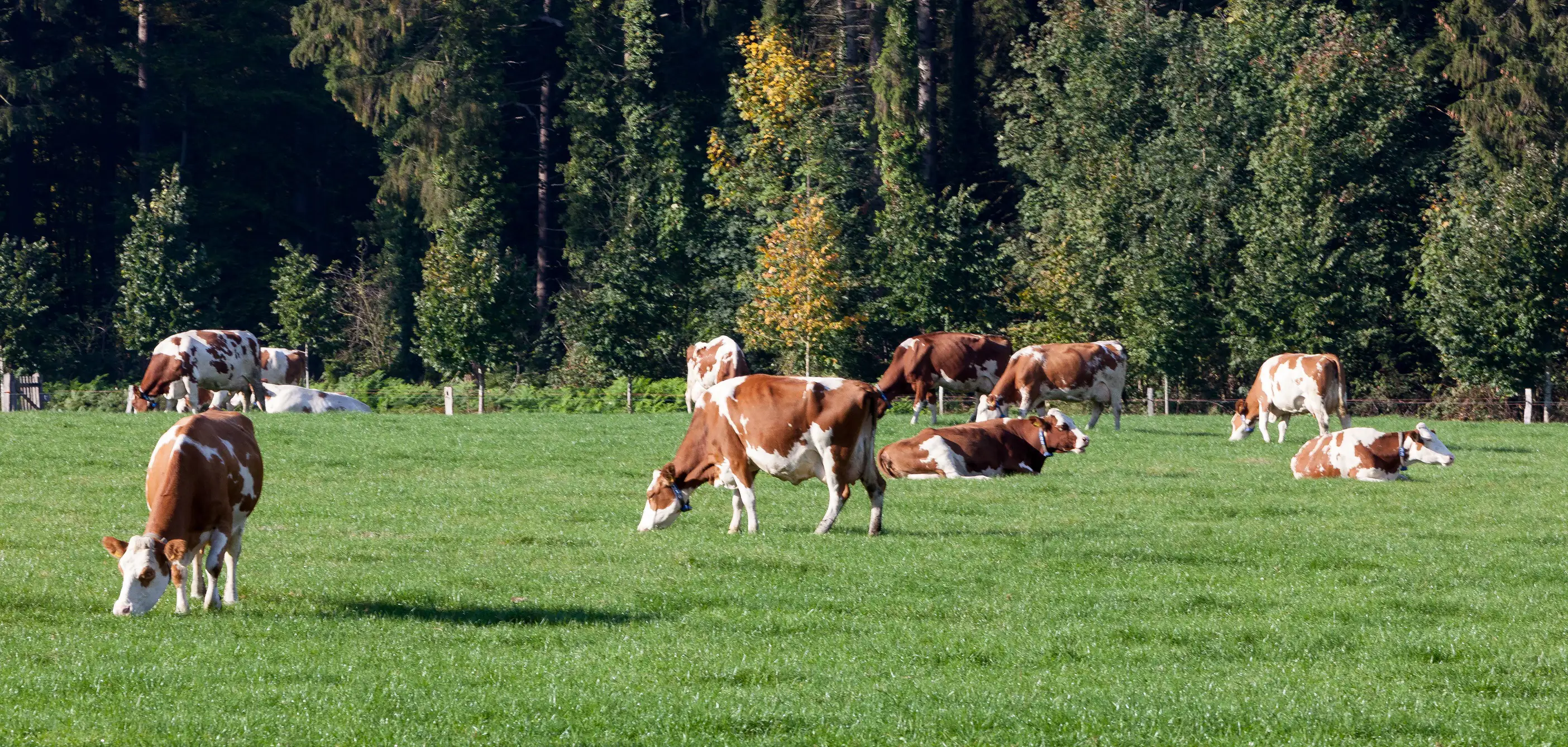 ekoplaza-biologisch-rauwpower-koeien-1