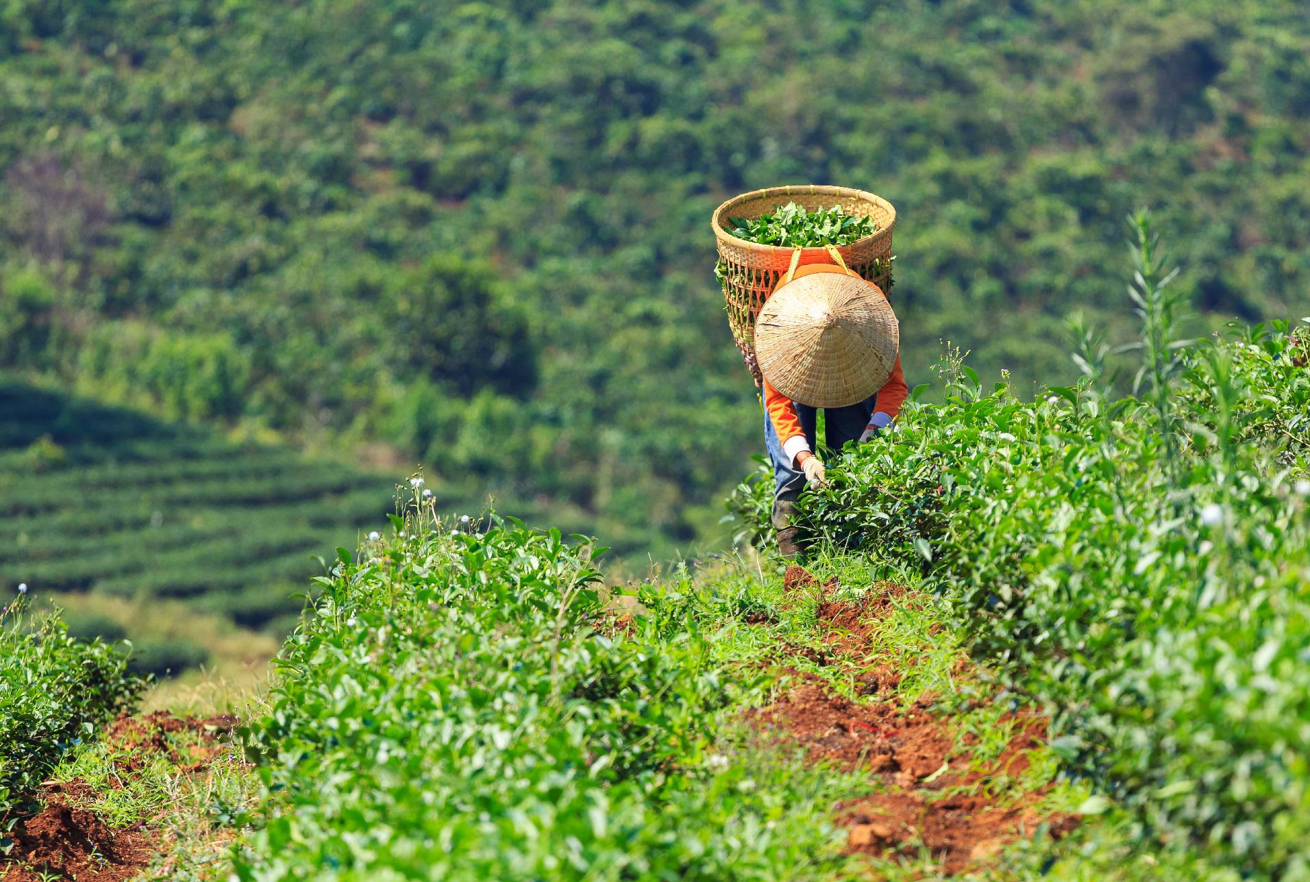 simonlevelt-theeplantage