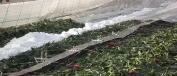 Extreem weer in Zuid-Europa: wat betekent dit voor jouw biologische groente en fruit?