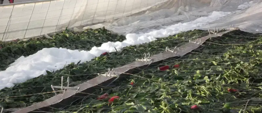 Extreem weer in Zuid-Europa: wat betekent dit voor jouw biologische groente en fruit?