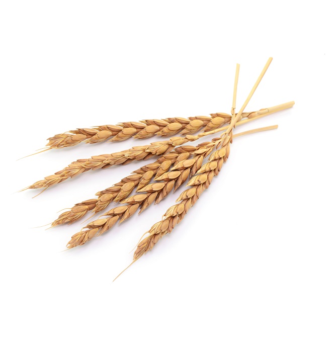 ekoplaza-biologisch-spelt-halm