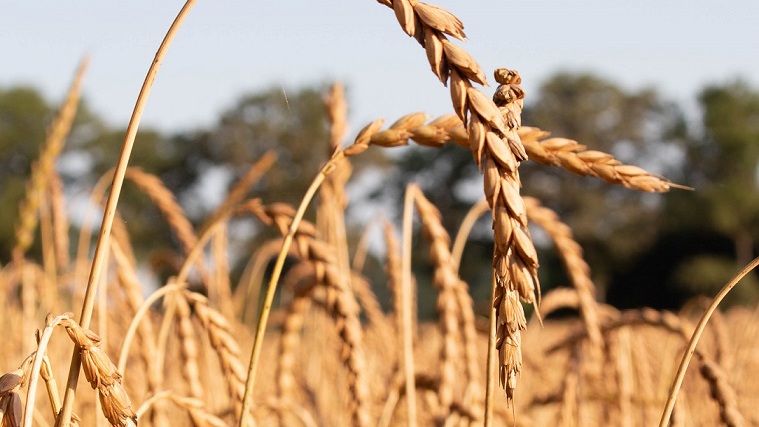 ekoplaza-biologisch-spelt-meestersvandehalm
